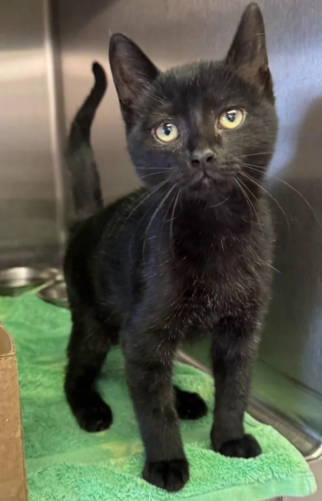 A baby medium-sized male Domestic Short Hair cat named Chester for adoption in Sandusky, OH