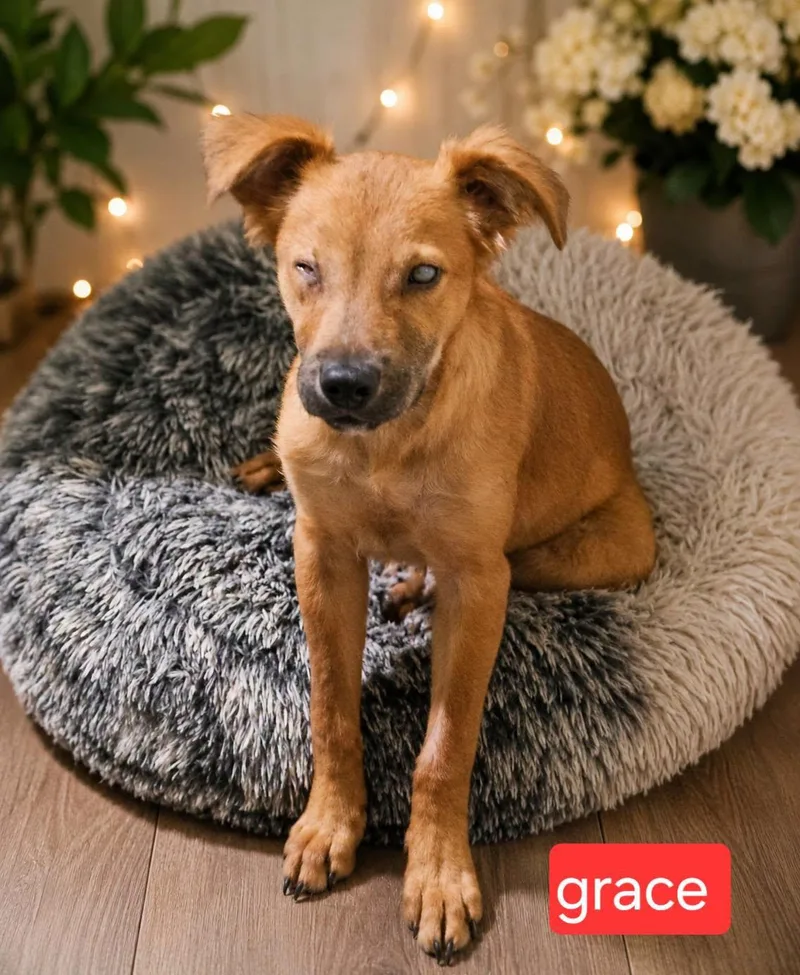 A baby medium-sized female Spaniel dog named Grace for adoption in Fort Worth, TX