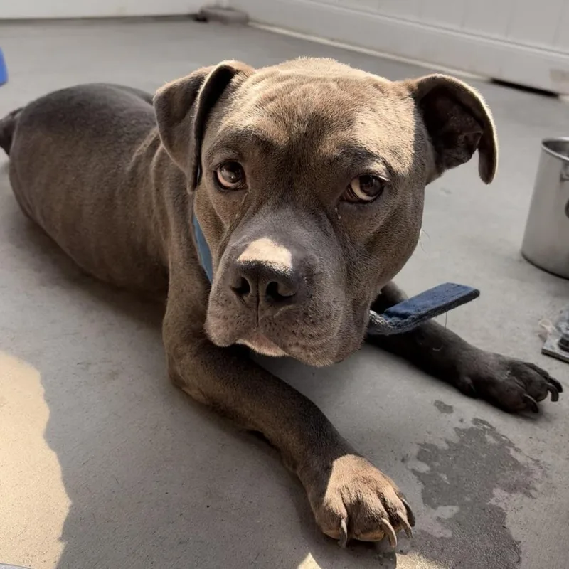 An adult small-sized male Gray / Blue / Silver Mixed Breed dog named Marco for adoption in Winston-Salem, NC