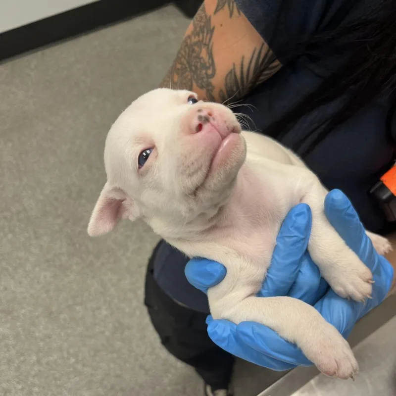 A baby medium-sized female Mixed Breed dog named Baluch for adoption in Durango, CO