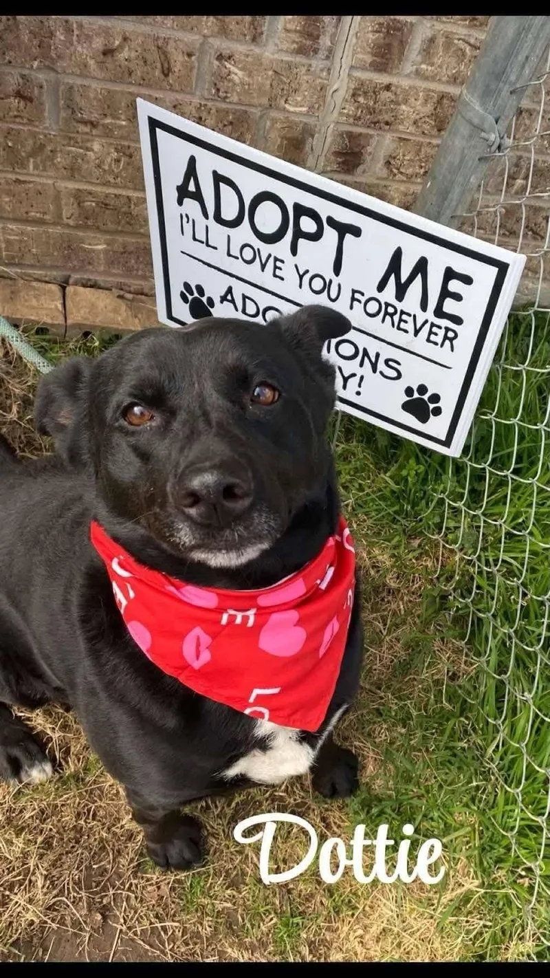 An adult large-sized female Black Labrador Retriever dog named Dotty for adoption in Denison, TX