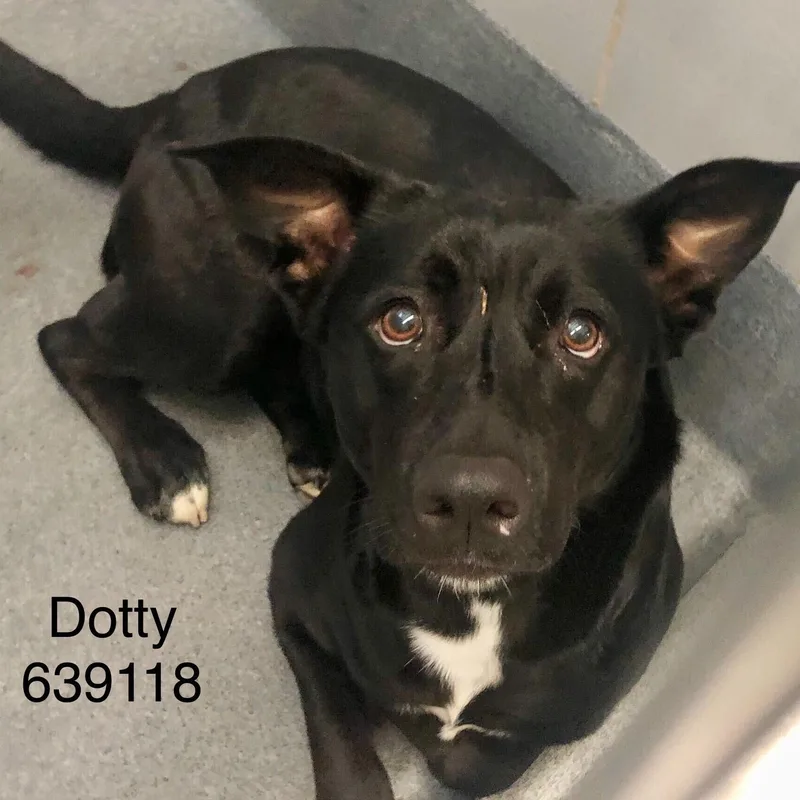 Dotty thumbnail 3