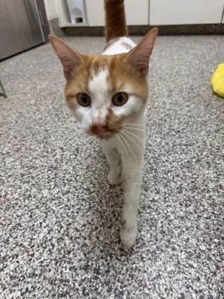 An adult medium-sized male Domestic Short Hair cat named Judd for adoption in Westland, MI