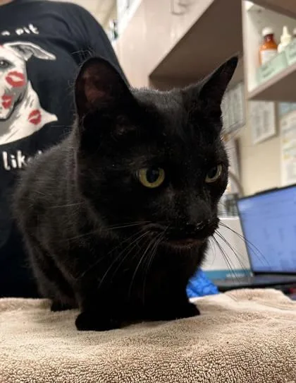An adult medium-sized male Domestic Short Hair cat named Sparky for adoption in Fishers, IN