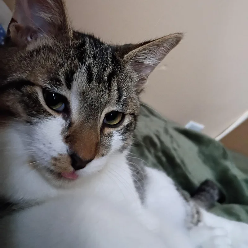 Tootsie & Twinkle Toes thumbnail 2