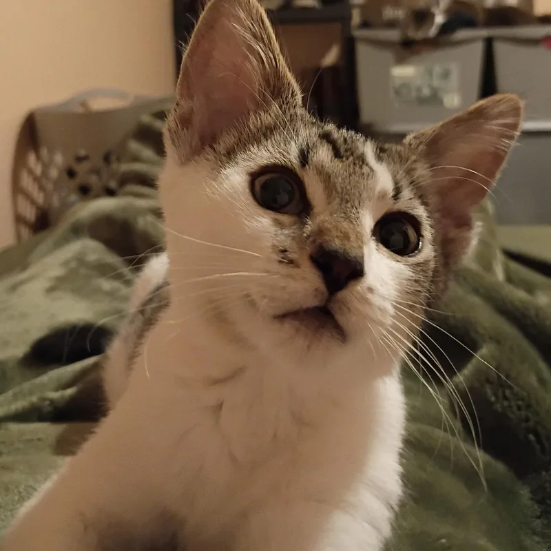 Tootsie & Twinkle Toes thumbnail 3