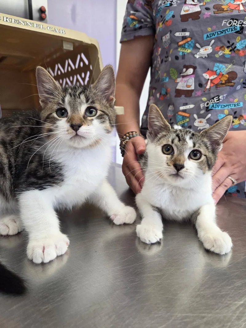 Tootsie & Twinkle Toes