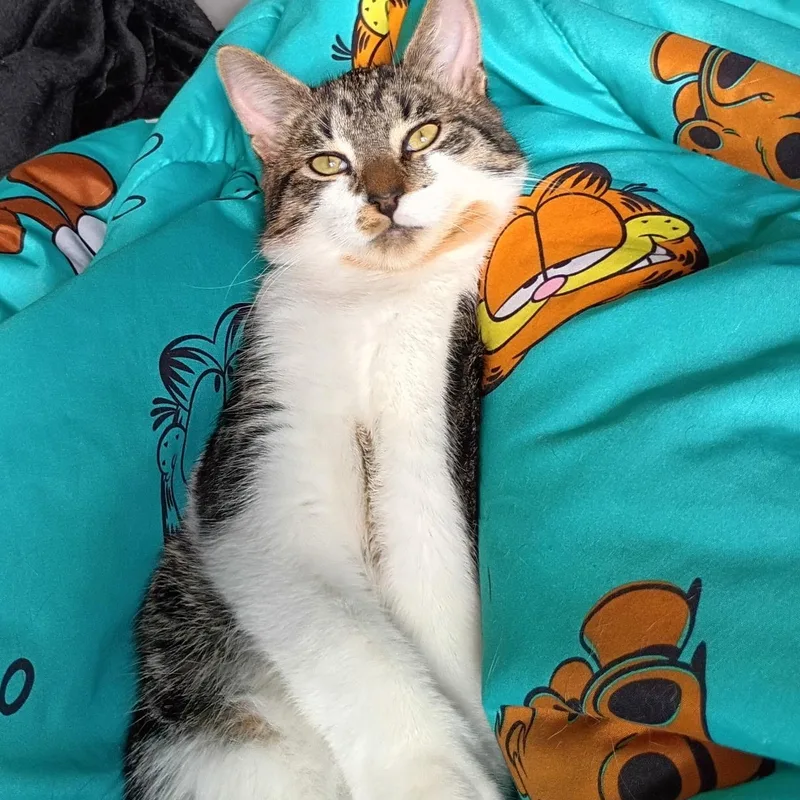 Tootsie & Twinkle Toes thumbnail 4