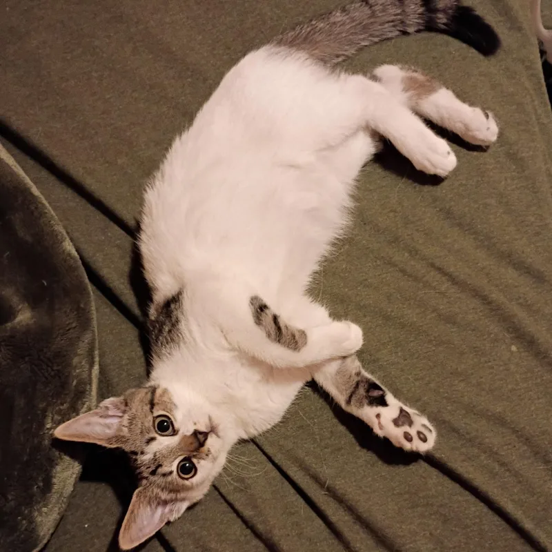 Tootsie & Twinkle Toes thumbnail 5