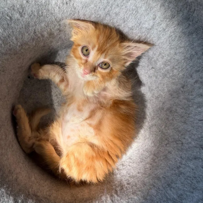 A baby small-sized male Domestic Long Hair cat named P. Sherman for adoption in La Grange, KY