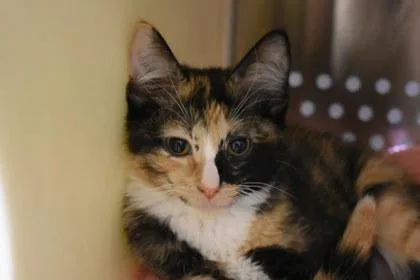 A young large-sized female Domestic Short Hair cat named Sequin for adoption in Kansas City, MO