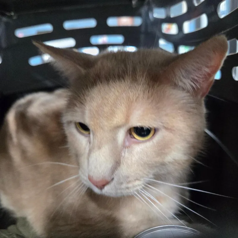 An adult large-sized male Orange / Red Domestic Short Hair cat named Jazper for adoption in Newark, NJ