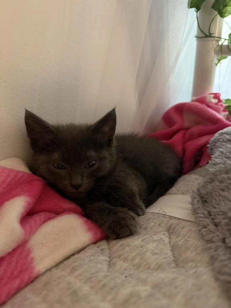 A baby small-sized female Gray / Blue / Silver Domestic Short Hair cat named Misty for adoption in Plymouth, MI