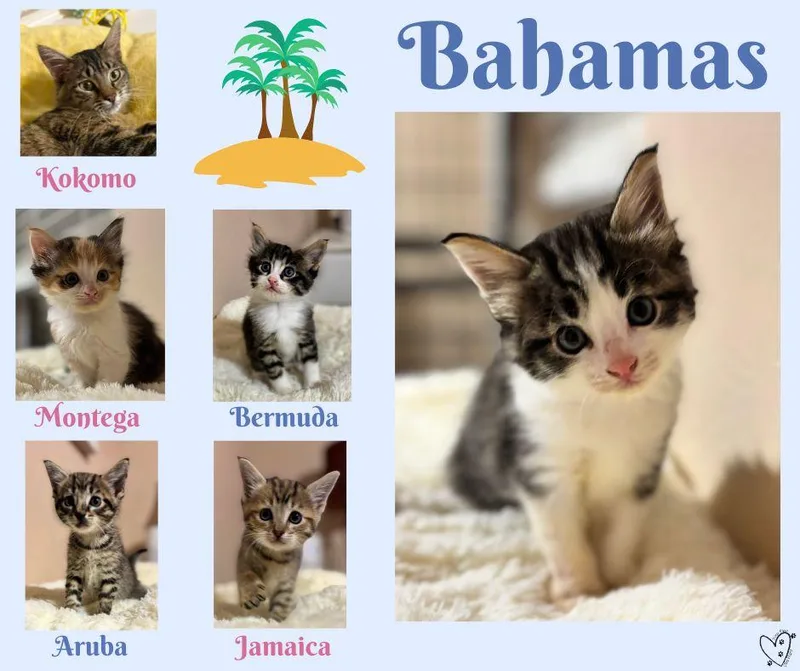 Bahamas