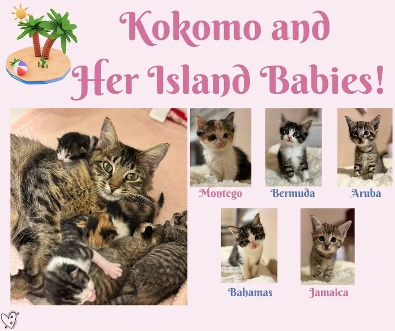 Bahamas thumbnail 2