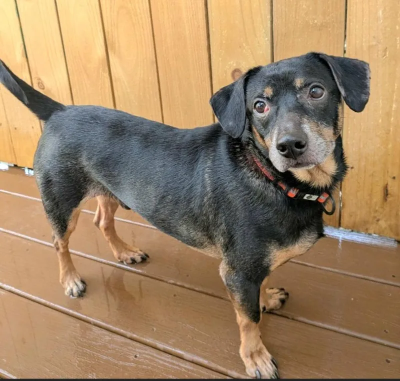 An adult small-sized male Dachshund dog named Hobo for adoption in St. Augustine, FL