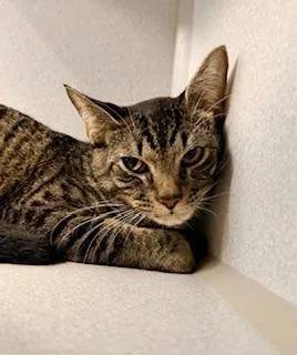 A young medium-sized male Tabby (Brown / Chocolate) Domestic Short Hair cat named Leo for adoption in Winter Haven, FL