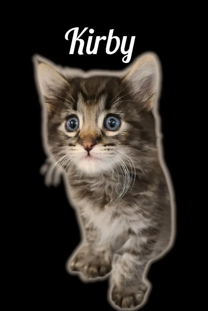 A baby small-sized male Tabby (Brown / Chocolate) Domestic Medium Hair cat named Kirby for adoption in Auburn, CA