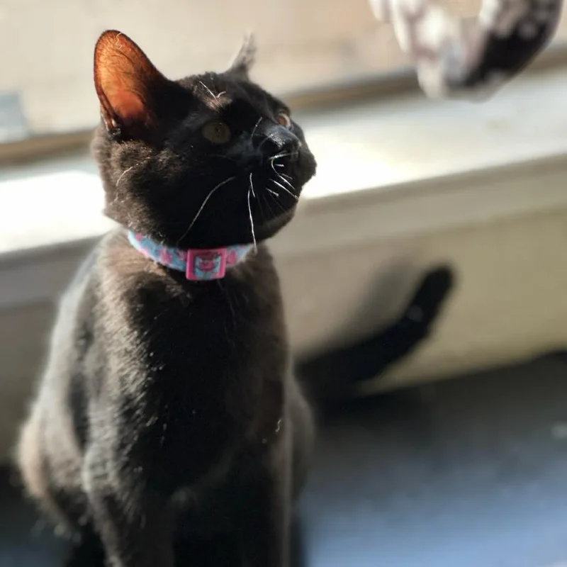 A baby small-sized female Black Domestic Short Hair cat named Ventress for adoption in Sunnyvale, CA