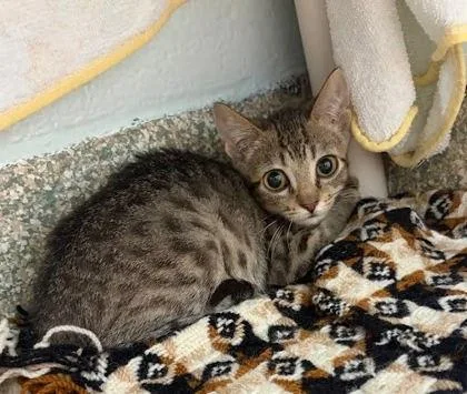 A baby small-sized male Domestic Short Hair cat named Moe for adoption in Washington, DC