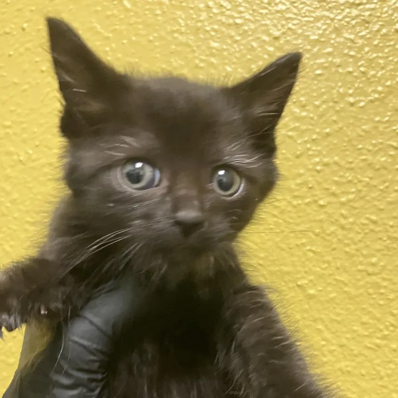 A baby small-sized male Black Domestic Short Hair cat named Poe for adoption in Keizer, OR