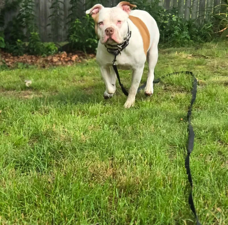 A young large-sized female White / Cream American Bulldog dog named Khaleesi for adoption in Cranston, RI