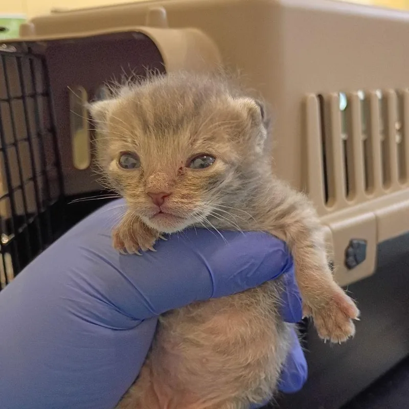 A baby small-sized male Gray / Blue / Silver Domestic Short Hair cat named Staples for adoption in Lynchburg, VA