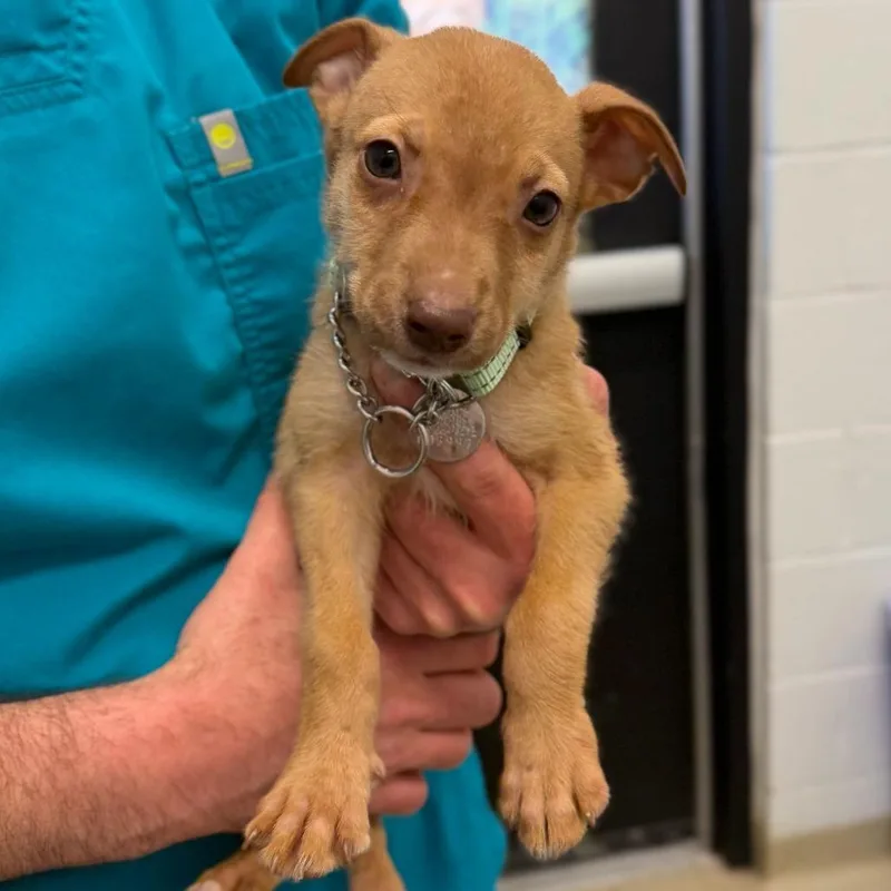 A baby small-sized female Yellow / Tan / Blond / Fawn Mixed Breed dog named Liberty for adoption in Marshall, VA