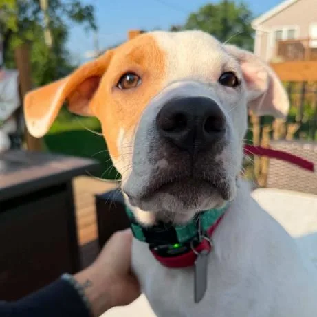 A young small-sized male Mixed Breed dog named Ollie for adoption in Coralville, IA