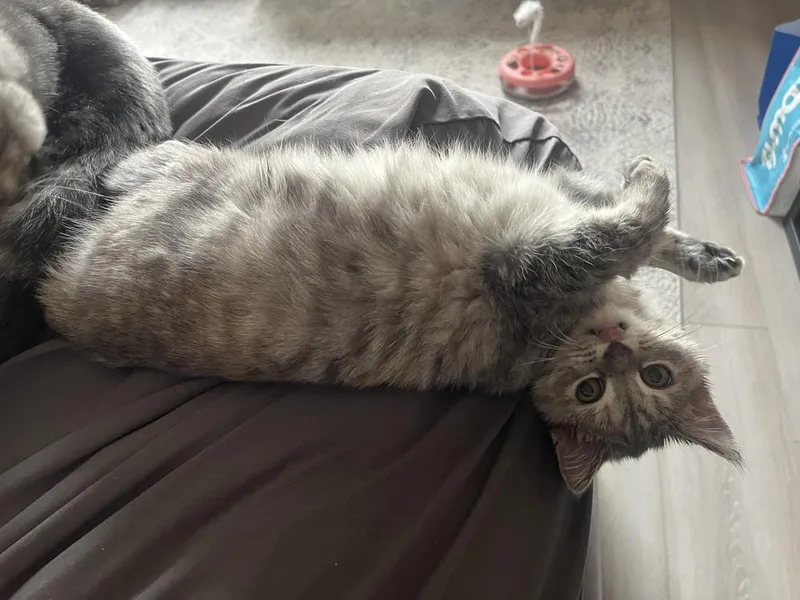 Pistachio thumbnail 2