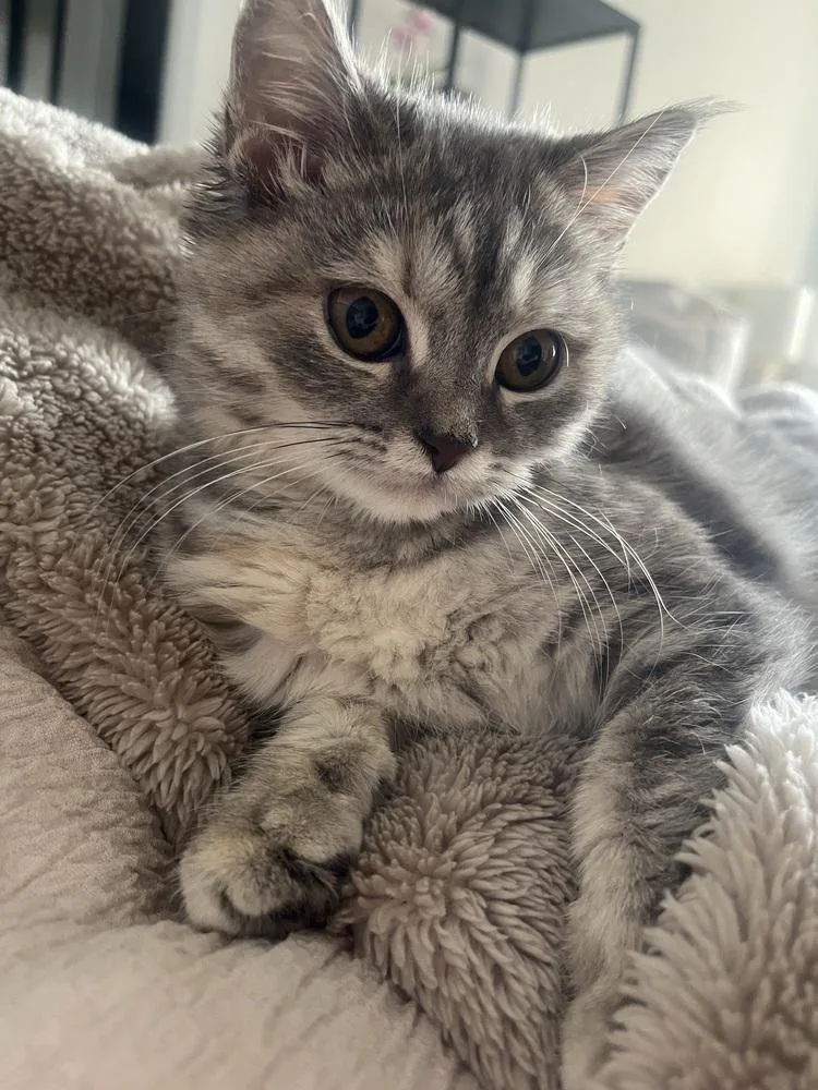 Pistachio thumbnail 4