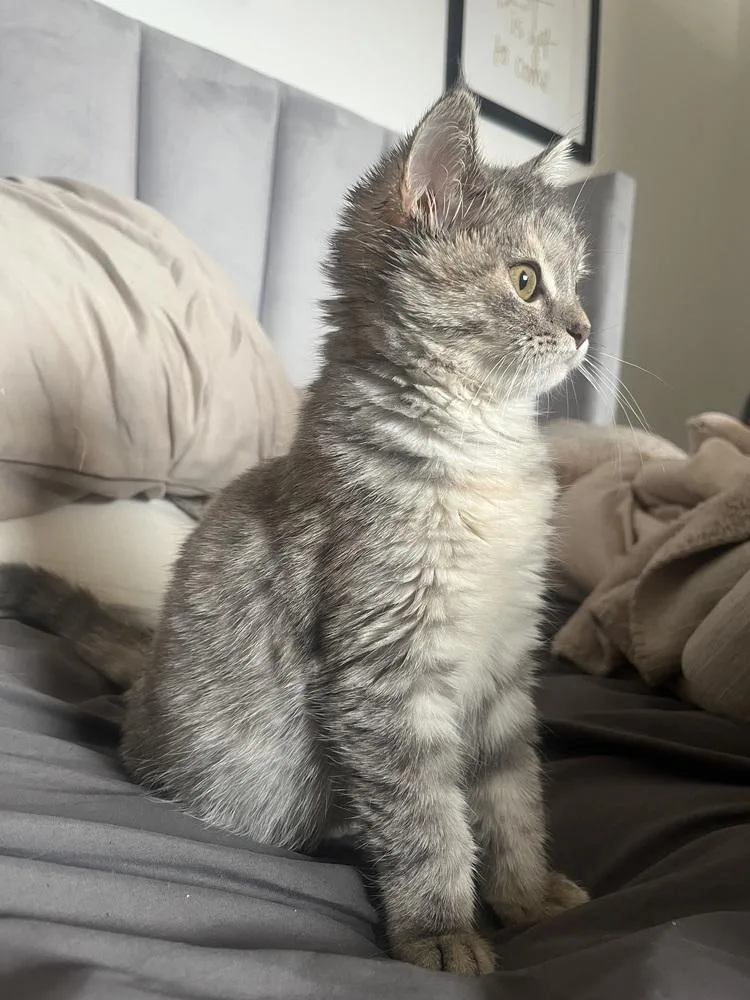 Pistachio thumbnail 5