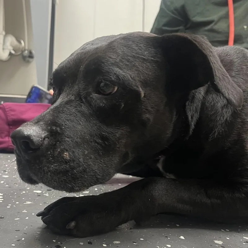 An adult large-sized female Black Mixed Breed dog named Winnie for adoption in Columbiana, AL