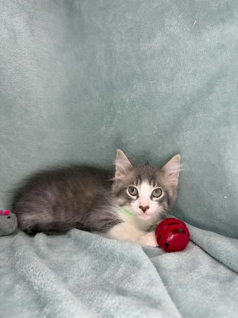 A baby medium-sized male Domestic Medium Hair cat named Francisco for adoption in Tavares, FL