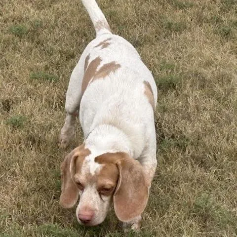Spotty