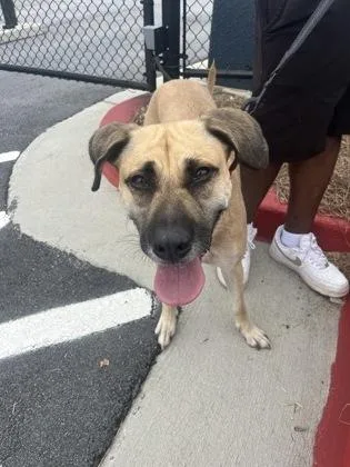 An adult large-sized female Mixed Breed dog named Elaine for adoption in Atlanta, GA