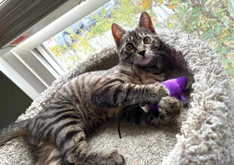 A baby medium-sized female Domestic Short Hair cat named Noelle for adoption in Parkville, MD