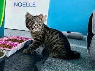 Noelle thumbnail 2