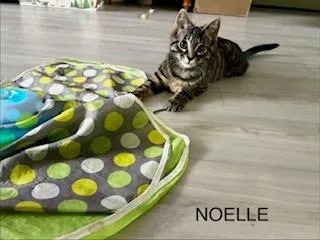 Noelle thumbnail 4
