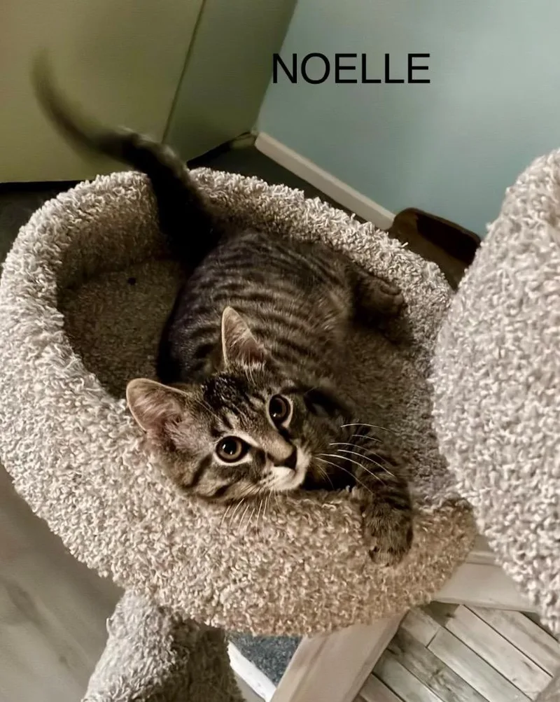 Noelle thumbnail 5