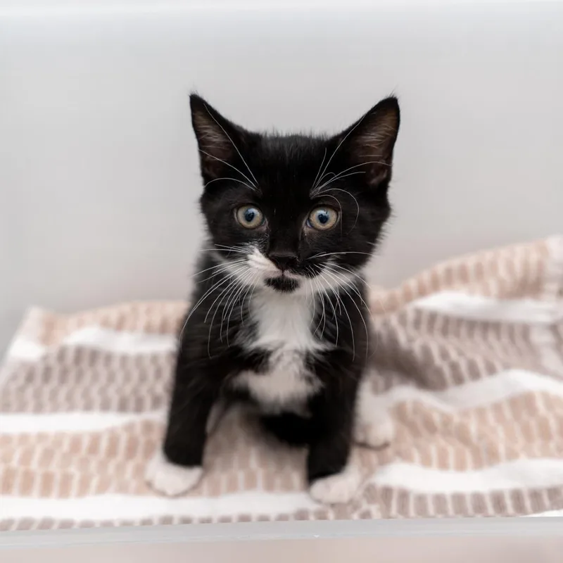 A baby small-sized female Black Domestic Short Hair cat named Textbook for adoption in New York, NY