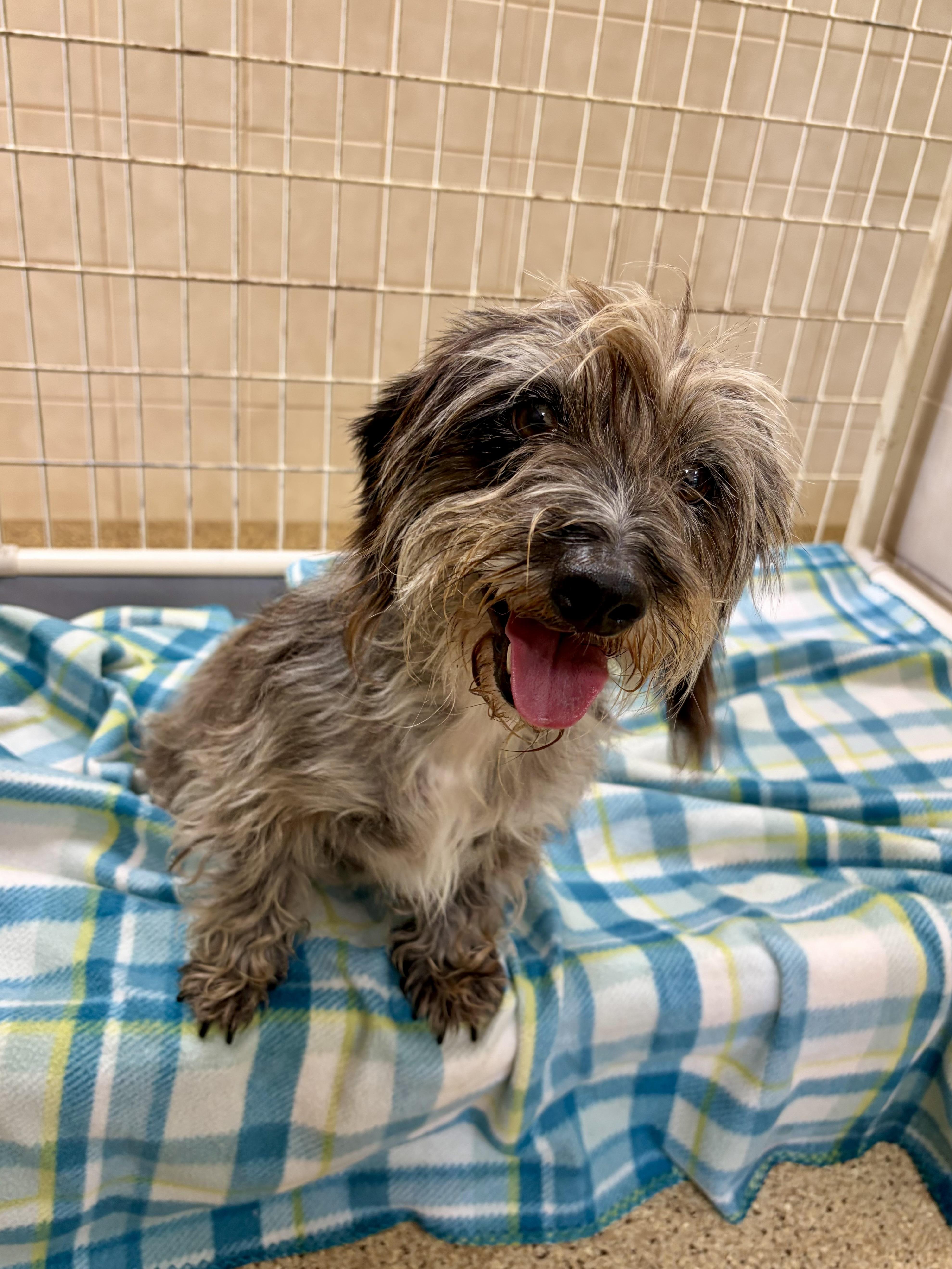 An adult small-sized female Wirehaired Dachshund dog named Pepper for adoption in Kerrville, TX