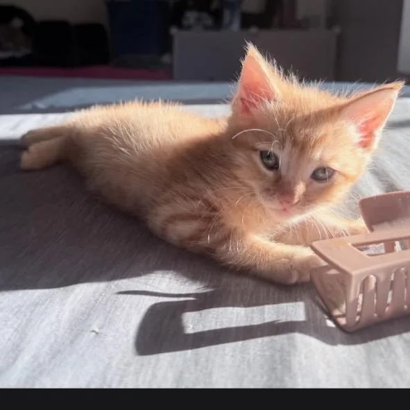 A baby small-sized male Orange / Red Domestic Short Hair cat named Rusty for adoption in Calimesa, CA