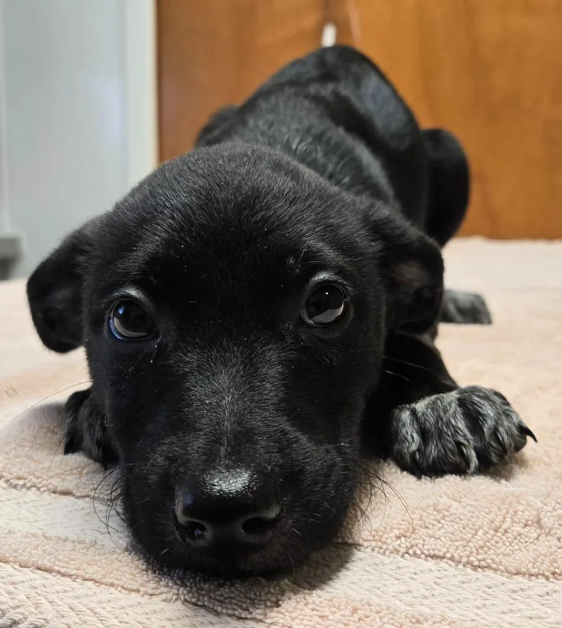 Maggie