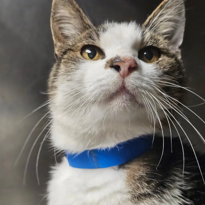 Sherlock thumbnail 2