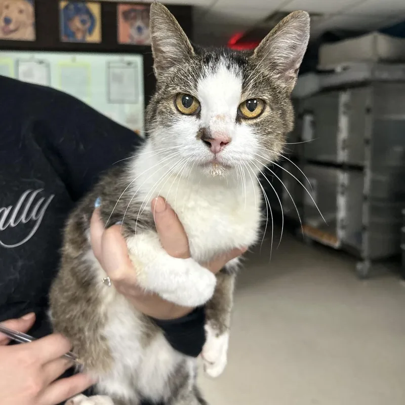 Sherlock thumbnail 3