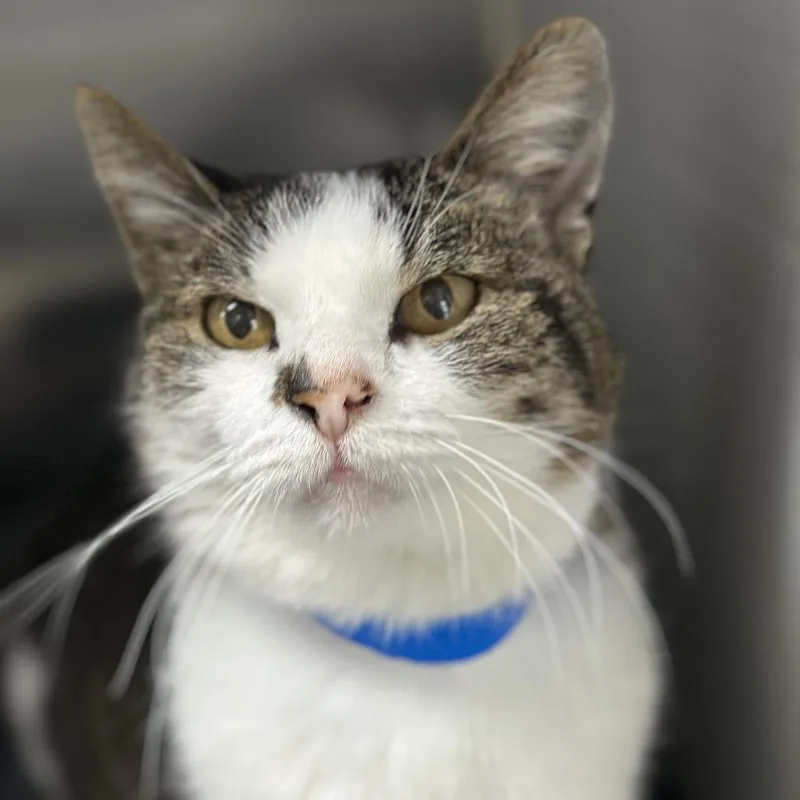 Sherlock thumbnail 4