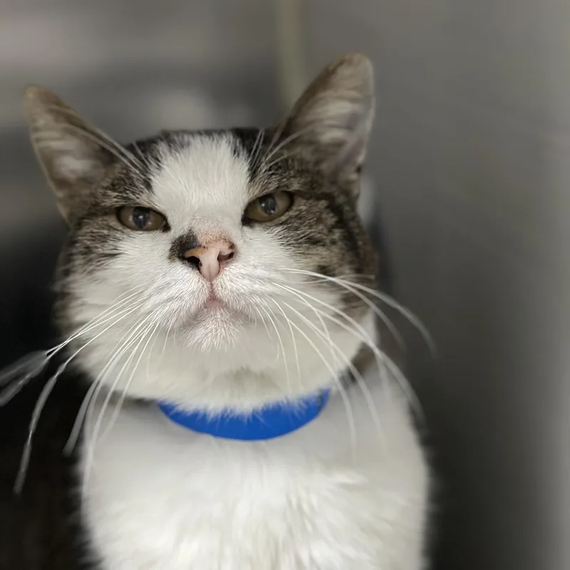 Sherlock thumbnail 6