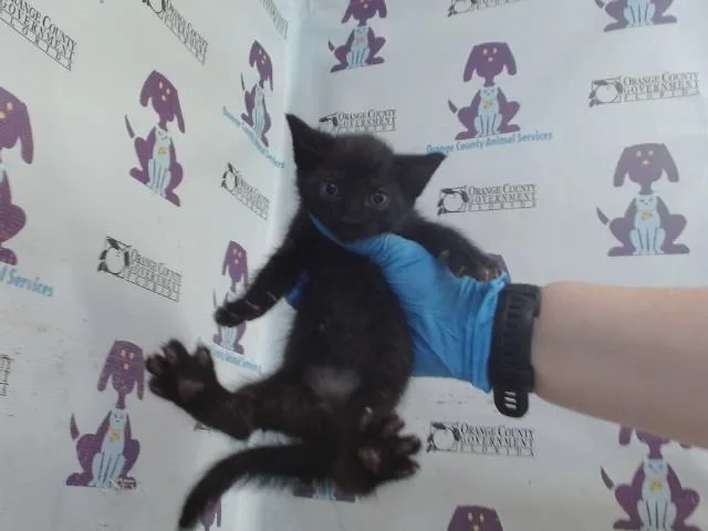 A baby small-sized female Domestic Short Hair cat named Sigrid for adoption in Orlando, FL