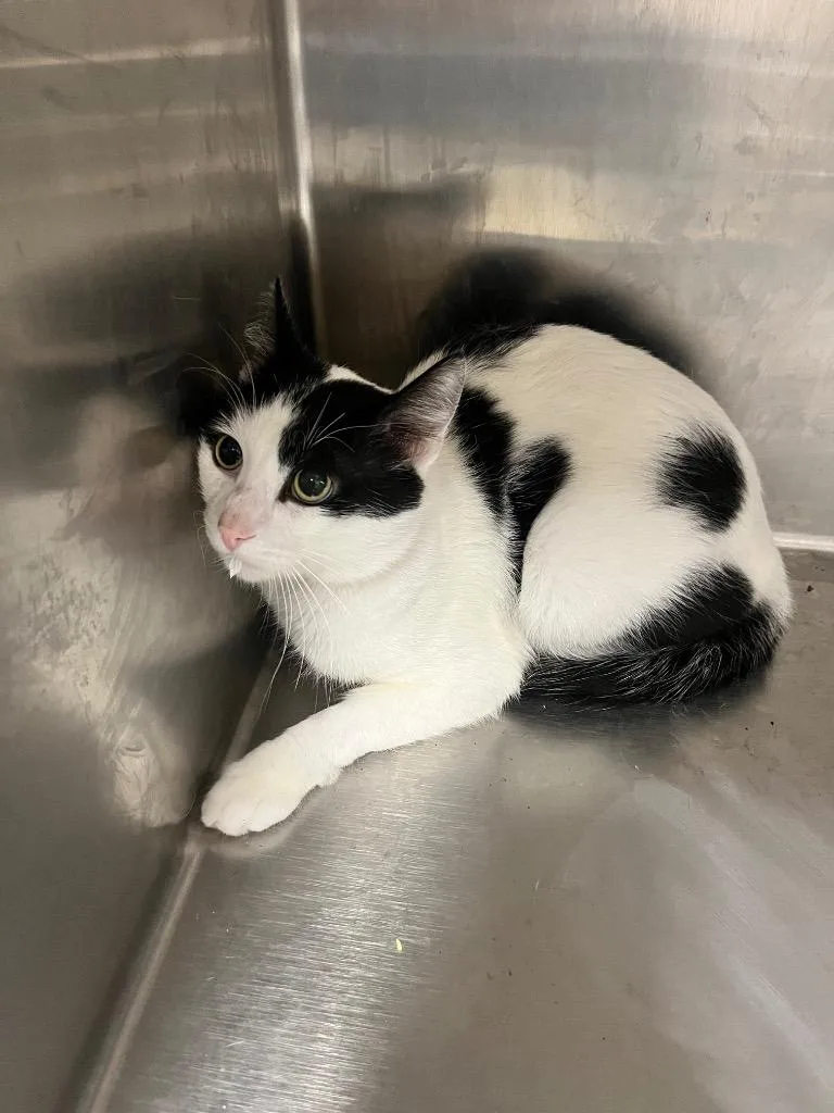 An adult large-sized male Domestic Short Hair cat named Spots for adoption in Hopkinsville, KY